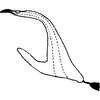 Aedeagus, lateral view on Elginus saltus (Naudé, 1926): Aedeagus, lateral view. (Observation).