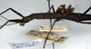 CollectionObject 1561275; NMW 213, 6e8ae930-ea1a-495f-b96e-d59685dcaf13: copyright NMW, Vienna. female: head and thorax, lateral view (holotype). (CollectionObject).