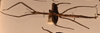 CollectionObject 1557423; a67660e4-0f78-4b4e-af9a-2536327852b6: copyright OUMNH. female, lateral view (syntype). (CollectionObject).
