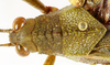 CollectionObject 1588746; 83465862-196e-494d-9e22-23db97c6219f: male head and pronotum, dorsal view. (CollectionObject).