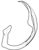 Aedeagus, lateral view on Pseudocostanana rubromarginata (Domahovski & Cavichioli, 2023): Male holotype [DZUP]: aedeagus, lateral view. (Observation).