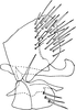 Pygofer, lateral view on Deltocephalus brunnescens Distant, 1908: Pygofer, lateral view. (Observation).