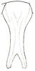 Eumecopoda moluccarum (Griffini, 1908): Pl. XVI, Fig. 8 (Obi Island, Moluccas). male subgenital plate, ventral outline. (Otu).