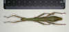 CollectionObject 1561006; 1d6efdb3-a308-4398-98ec-401eaa746619: copyright MIZ, Warsaw. female, dorsal view of synonym Periphetes sangirensis (syntype). (CollectionObject).