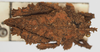 CollectionObject 1577239; 24341da9-fa97-4d82-9c84-52eaefbe6c89: female, dorsal view. (CollectionObject).