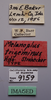 CollectionObject 1527173; 60d80645-3553-407d-8159-8ce55611d541: male, labels (holotype). (CollectionObject).