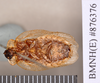 Princisaria ugandana Kumar, 1975: Holotype, male, ventral. BMNH(E)#876376. (Otu).