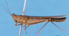 CollectionObject 1580791; f5c12a32-42c3-4c31-b96f-d66b41515df6, DORSA D064XM02: male, lateral view (syntype of Bolotettix exiguus). (CollectionObject).