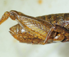 CollectionObject 1498697; 922d6b58-9b60-4168-8926-1f438a0de90d: female abdomen, lateral view. (CollectionObject).
