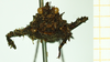 CollectionObject 1532568; 4519e0aa-efd1-42e0-9f67-6a8fc6fd75e4: female, frontal view (holotype). (CollectionObject).