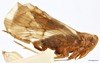 Habitus, lateral view on Brixidia variabilis Van Stalle & Synave, 1984: (Observation).