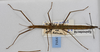 CollectionObject 1557243; cc5cd94a-f56b-422e-b45d-1c623993f107: copyright MONZ, Wellington. female, dorsal view (paratype). (CollectionObject).