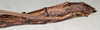 Canuleius ingenua (Brunner von Wattenwyl, 1907): copyright NMW, Vienna. female: end of abdomen, lateral view (syntype). (Otu).