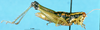 CollectionObject 1505069; aa0a1db7-b0ae-4084-beac-431688a568bc, DORSA D015AF01: female, lateral view (holotype of Eusitalces amazonicus). (CollectionObject).