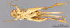 CollectionObject 2804074; FCE- GY 69, occurrenceID:- GY 69, a96c1629-1a7a-4e57-8eff-6d0d8bdc52e8: URUGUAY-Tacuarembó, Tacuarembó Chico, 25-I-1960 C.S.Carbonell. Male, ventral habitus. Facultad de Ciencias - UDELAR (FCE - GY 069). (CollectionObject).