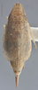 Habitus, dorsal view: !! display not done !! on Dicyphonia ornata (Baker, 1900): Dorsal. Immature. (Observation).