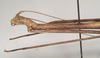 CollectionObject 1557251; c8103a57-5463-4533-a7a5-53285f3c857f, NHMUK(SF IMPORT DUPLICATE) 844584: copyright Natural History Museum, London. Lonchodes nigropunctatus female: head and thorax, lateral view (holotype). (CollectionObject).