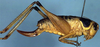 Eumetrioptera pavlovskyi Miram, 1935: female (paratype). (Otu).
