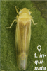 Habitus, dorsal view on Fagocyba douglasi (Edwards, 1878): Habitus (female). (Observation).