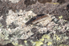 CollectionObject 1567273; b12b85c4-9d39-4285-b7e1-b643ee4b8376: (CollectionObject).