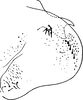 Pygofer, lateral view on Arboridia (Arborifera) Sohi & Sandhu, 1971: Pygofer (A. viniferata Sohi & Sandhu), lateral view. (Observation).