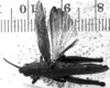 CollectionObject 1530389; d0027c61-d693-43a7-8ac0-0a4f24b3834b: Image Carbonell, C.S. female, dorsal view (holotype). (CollectionObject).