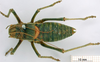 CollectionObject 1530823; 12f23fb9-7f6c-4ab3-9ed7-baf281442476: male, dorsal view (allegedly syntype of Ephippiger seoanei). (CollectionObject).