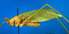 CollectionObject 1501749; a8bc3dbc-cbc7-463e-ad73-23d7cdfc74ec: male, lateral view (syntype). (CollectionObject).