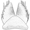 Subgenital plate: !! display not done !! on Streptanus (Streptanus) sordidus (Zetterstedt, 1828): Subgenital plate. (Observation).