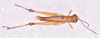 CollectionObject 1585730; 57cbb686-8635-4d2c-867e-6a3b1215706b: male, body in dorsal view (no a type). (CollectionObject).
