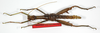 CollectionObject 1562188; 23e1f5ff-d459-4f63-a4d2-44bfb749f7a8: copyright ZMB, Berlin. male (holotype). (CollectionObject).