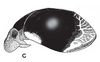 Habitus, lateral view on Orthorapha (Orthorapha) cassidioides Westwood, 1832: (Observation).