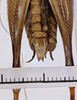 CollectionObject 1505950; e2ae4b73-c2c4-4d7a-bcca-4e4377f1a28c: male, ventral view (syntype). (CollectionObject).