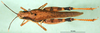 CollectionObject 1580260; d988f18b-4a78-4847-80a3-6b32d1f96635: female, dorsal view (paralectotype). (CollectionObject).