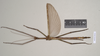 CollectionObject 1572751; NHMUK(SF IMPORT DUPLICATE) 845011, 050341ee-411e-4d4a-8fce-77e16c162b54: copyright Natural History Museum, London. male (paratype). (CollectionObject).
