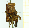 CollectionObject 1532578; a7b6ecfb-de01-4ff4-888a-8d365e2f042e: male, frontal view (lectotype). (CollectionObject).