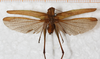 male, dorsal view. Depicts CollectionObject 1564321; f2007ed2-dfd1-418e-a78c-c14ee5cf2840, a CollectionObject.