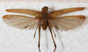 CollectionObject 1564321; f2007ed2-dfd1-418e-a78c-c14ee5cf2840: male, dorsal view. (CollectionObject).
