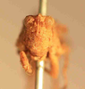 CollectionObject 1584234; c8549a0f-f976-4585-905c-9c01ed767e42: male, frontal view (neoallotype). (CollectionObject).