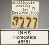 Nymph: !! display not done !! on Agalliopsis (Agalliopsis) novella (Say, 1831): Labels. (Observation).