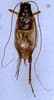 CollectionObject 1580026; 9b3cf6a2-f207-4a0a-a917-2746ad938a42: male, dorsal view (as Itaropsis parviceps). (CollectionObject).