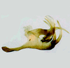Aedeagus, lateral view on Cuerna xyla Hamilton, 1970 now Cuerna alpina Oman & Beamer, 1944: Aedeagus in lateral aspect (holotype of <i>C. xyla</i> Hamilton). <br>Canada, Saskatchewan, Elbow, CNC.<br> Photo: S. Krishnankutty. (Observation).