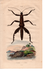 from Guerin 1838, pl. 483. Eurycantha horrida male. Depicts Eurycantha Boisduval, 1835, an Otu.