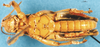 CollectionObject 1505079; 8c0ab637-236e-4bc4-8b7c-1ecf3f2f65f7, DORSA D011AM01: male, ventral view (holotype). (CollectionObject).
