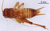 CollectionObject 1522870; 210fa7d1-de60-4840-9b0e-4a86127b0c23: Male, dorsal view (holotype of Modicogryllus pacificus). (CollectionObject).