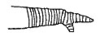 Callimenellus changi Gorochov & Voltshenkova, 2005: Fig. 48. part of stridulatory file (?). (Otu).