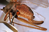 CollectionObject 1516547; NNM 3225953, 413215e7-77b4-4bcb-b6fb-68cdb9861105: female ovipositor (holotype). (CollectionObject).