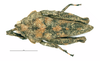 CollectionObject 1592109; 3cf4ca64-c867-4a2b-9075-cec587fb5ae6: male. dorsal view (paratype). (CollectionObject).