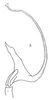 Aedeagus, lateral view: !! display not done !! on Excultanus Oman, 1949: Aedeagus, lateral view. (Observation).