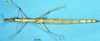 CollectionObject 1507130; e7bc0895-49b9-478e-a0a8-e00074003770: female, ventral view (paralectotype). (CollectionObject).